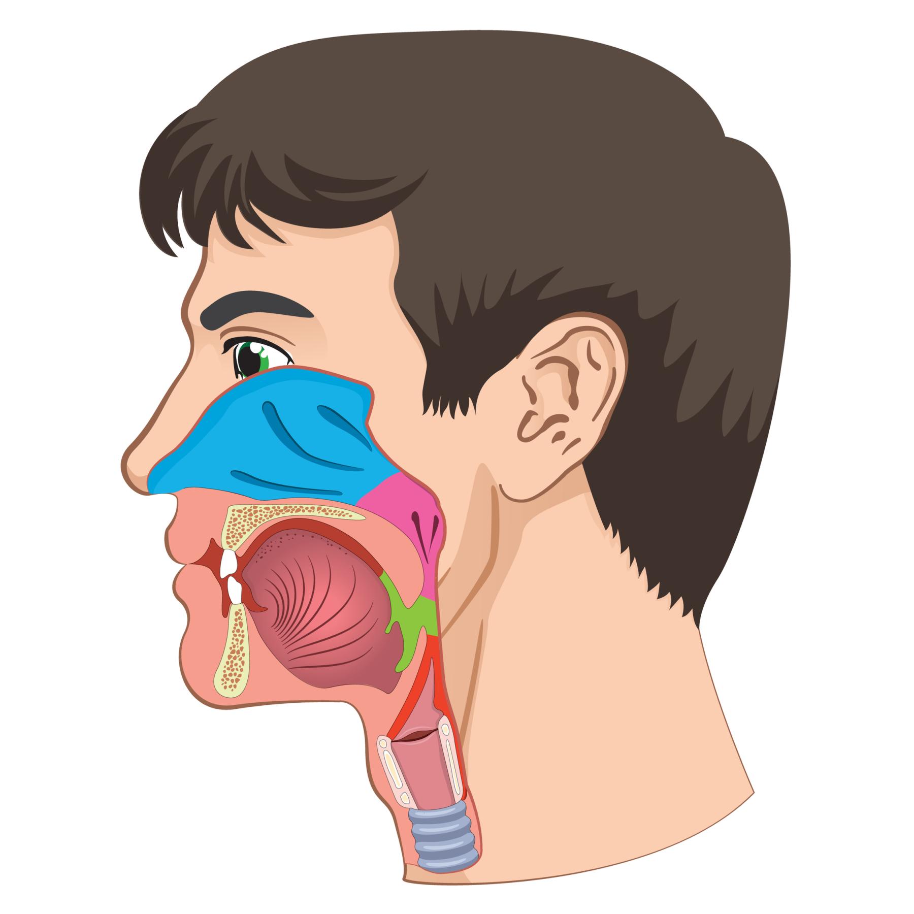 Head and Neck Cancers
