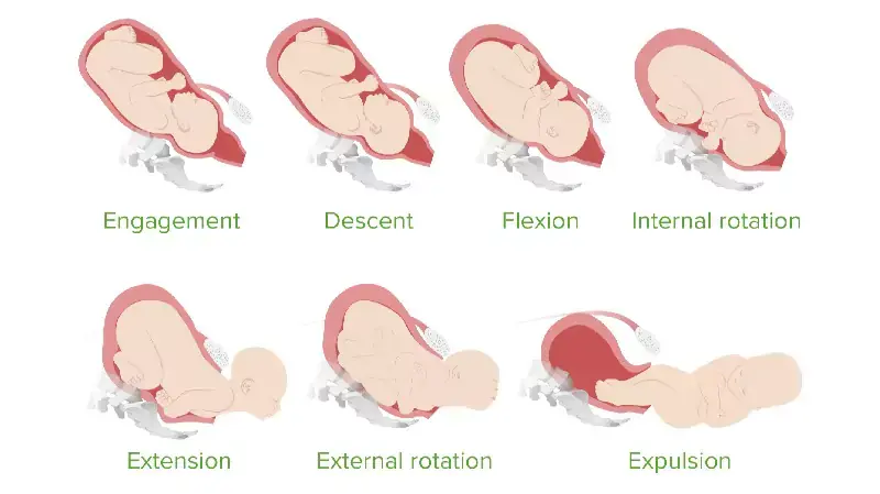 Stages of Labor