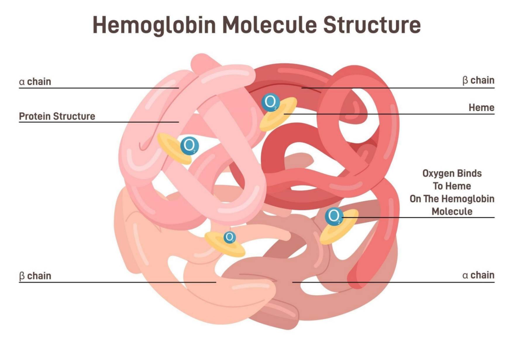 Heme Iron main image 1