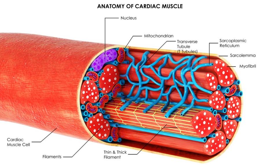 Cardiac Muscle Cell Labeled Diagram Labelled Diagram Of A Muscle Cell Cardiac Muscle Cell Labeled Diagram Labelled Diagram Of A Muscle Cell