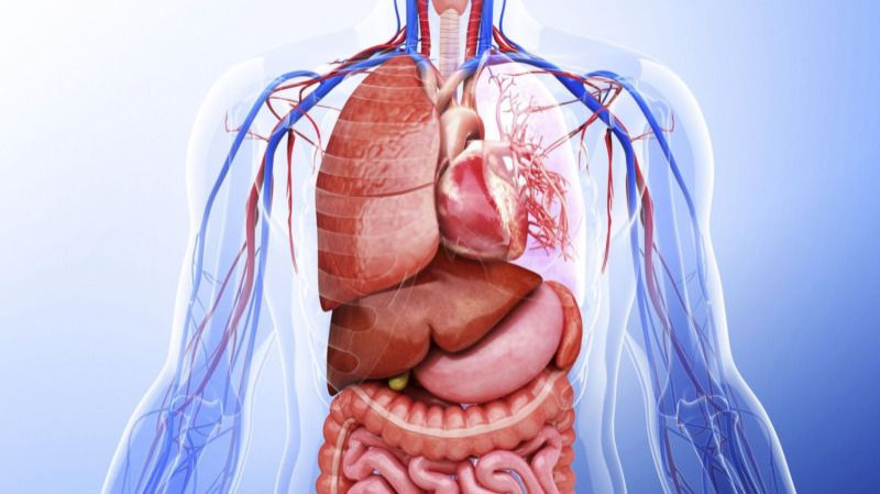 Functions of All 11 Organ Systems in the Human Body